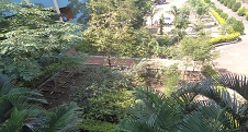 MEDICINAL PLANT GARDEN : 